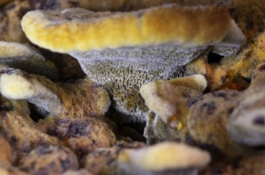 Phaeolus schweinitzii genel olarak kadife mantar, boyacı poliporu, boyacı labirenti ya da bağırsak temizleme işlemi sırasında çam boyası poliporu olarak bilinir..