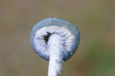 Stropharia caerulea, Strophariaceae familyasından bir mantar türü..