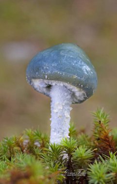 Stropharia caerulea, Strophariaceae familyasından bir mantar türü..