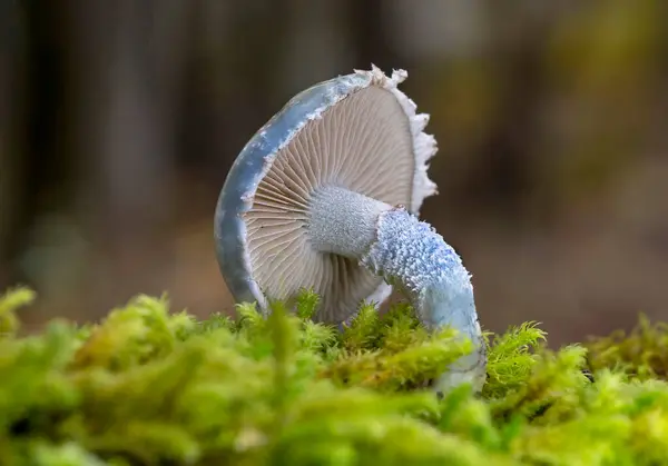 Stropharia caerulea, Strophariaceae familyasından bir mantar türü..