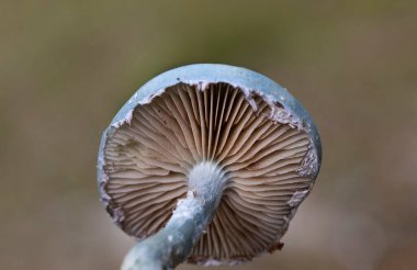 Stropharia caerulea, Strophariaceae familyasından bir mantar türü..