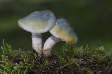 Stropharia caerulea, commonly known as the blue roundhead, is a species of mushroom forming fungus in the family Strophariaceae. clipart