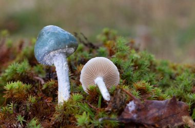 Stropharia caerulea, Strophariaceae familyasından bir mantar türü..