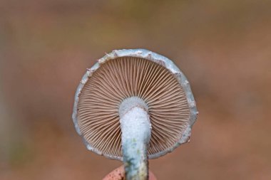 Stropharia caerulea, Strophariaceae familyasından bir mantar türü..