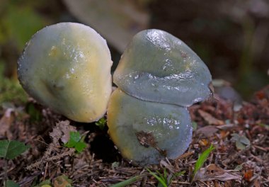 Stropharia caerulea, Strophariaceae familyasından bir mantar türü..