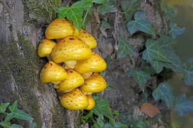 Pholiota adiposa grubu kaygan, pullu, sarı-kahverengi bir mantardır. Ağaçtaki yenilebilir mantarların yakın çekimi (Pholiota adiposa). 