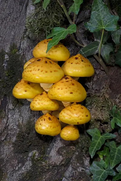 Pholiota adiposa grubu kaygan, pullu, sarı-kahverengi bir mantardır. Ağaçtaki yenilebilir mantarların yakın çekimi (Pholiota adiposa). 