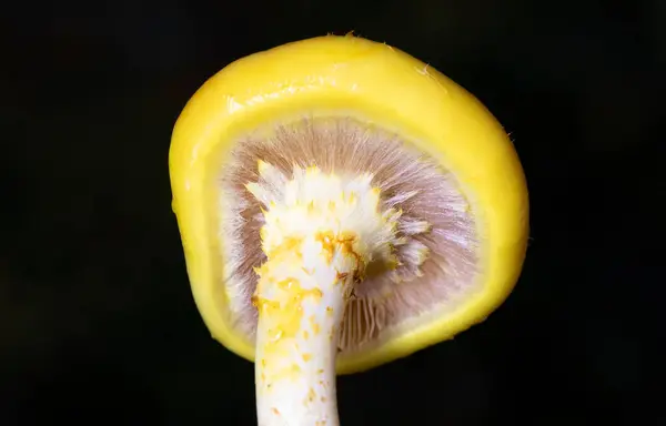 Pholiota adiposa grubu kaygan, pullu, sarı-kahverengi bir mantardır. Ağaçtaki yenilebilir mantarların yakın çekimi (Pholiota adiposa). 