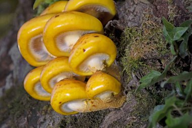 Pholiota adiposa grubu kaygan, pullu, sarı-kahverengi bir mantardır. Ağaçtaki yenilebilir mantarların yakın çekimi (Pholiota adiposa). 