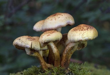 Pholiota alnicola, known as Alder Scalycap, wild mushrooms from Transilvania, Romania clipart