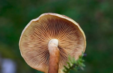 Pholiota alnicola, Alder Scalycap olarak bilinir, Romanya 'nın Transilvania kentinden yabani mantarlar