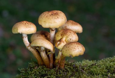 Pholiota alnicola, Alder Scalycap olarak bilinir, Romanya 'nın Transilvania kentinden yabani mantarlar