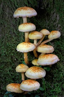 Pholiota alnicola, known as Alder Scalycap, wild mushrooms from Transilvania, Romania clipart