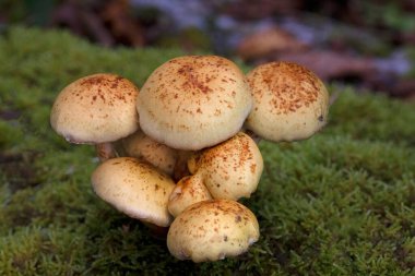 Pholiota alnicola, known as Alder Scalycap, wild mushrooms from Transilvania, Romania clipart