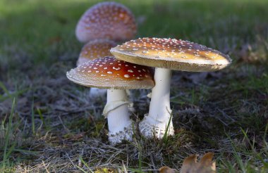 Amanita muscaria, commonly known as the fly agaric or fly amanita, selctive focus with blurred natural environment - perfect macro details