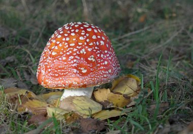 Amanita muscaria, yaygın olarak sinek agariği ya da sinek amanita olarak bilinir, bulanık doğal çevreyle seçici odak - mükemmel makro detaylar