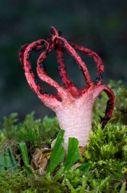 Clathrus archeri 'nin (Lysurus archeri, Anthurus archeri, Pseudocolus archeri) yakın çekimi, genellikle ormanda ahtapot veya şeytan parmağı olarak bilinir..