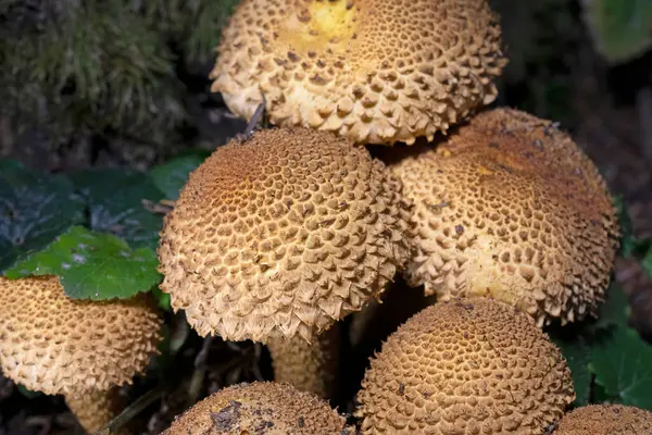 Shaggy Scalcap- Pholiota karrosa. Doğal ortamlarında canlı mantarlar ve yosunlar eşsiz güzelliklerini ve biyolojik çeşitliliklerini sergiliyorlar.. 