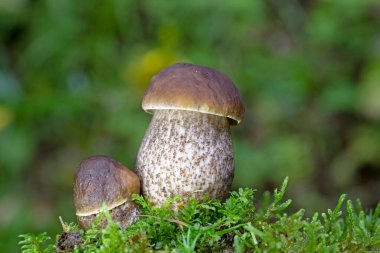 Leccinum pseudoscabrum, Leccinum cinsindeki yenilebilir bir mantar türüdür. Kep grimsi kahverengidir ve genellikle yaşlandıkça çatlar..