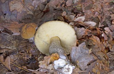 Leccinum pseudoscabrum, Leccinum cinsindeki yenilebilir bir mantar türüdür. Kep grimsi kahverengidir ve genellikle yaşlandıkça çatlar..