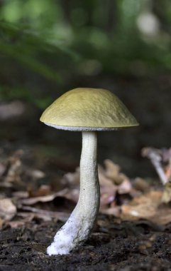 Leccinum pseudoscabrum is an edible species of fungus in the genus Leccinum. The cap is grayish brown, and often becomes cracked with age. clipart