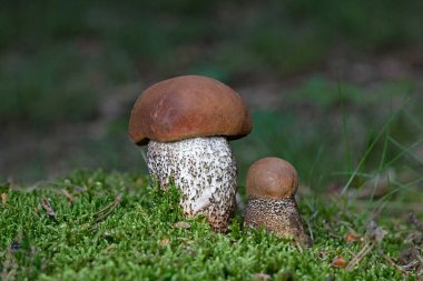 Leccinum pseudoscabrum is an edible species of fungus in the genus Leccinum. The cap is grayish brown, and often becomes cracked with age. clipart