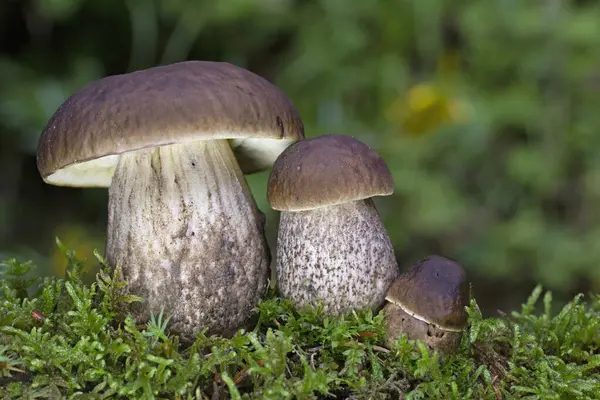 Leccinum pseudoscabrum, Leccinum cinsindeki yenilebilir bir mantar türüdür. Kep grimsi kahverengidir ve genellikle yaşlandıkça çatlar..