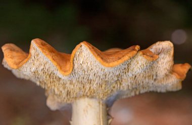 Hydnum rufescens, Hydnaceae familyasının yenebilir bazidiyomicete türüdür.. 