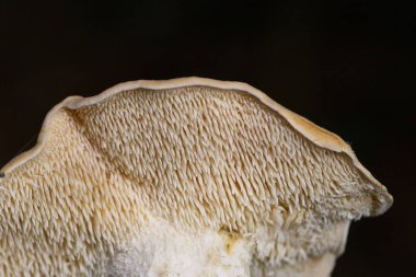 Hydnum rufescens, Hydnaceae familyasının yenebilir bazidiyomicete türüdür.. 