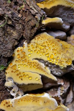 Gutting on an Inonotus radiatus an annual polypore found on the deadwood of hardwoods.When young it has an attractive,yellowish,finely velvety cap but it eventually becomes bald and darkens to brown  clipart