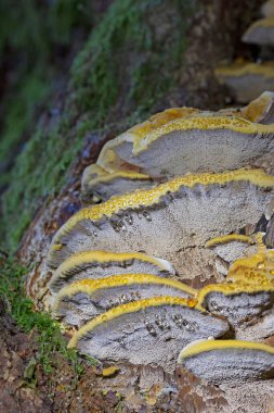 Gutting on an Inonotus radiatus an annual polypore found on the deadwood of hardwoods.When young it has an attractive,yellowish,finely velvety cap but it eventually becomes bald and darkens to brown  clipart