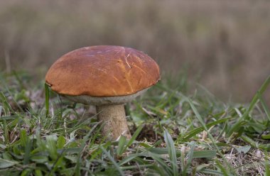 İnanılmaz yenilebilir mantar Leccinum aurantiacum yaygın olarak bilinen kırmızı başlıklı pala sapı yeşil yosunlarda Transilvania, Romanya