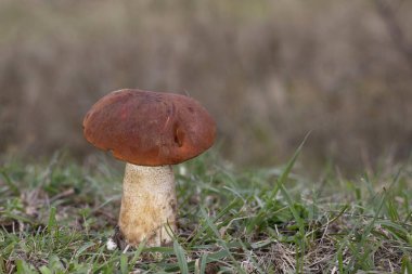 İnanılmaz yenilebilir mantar Leccinum aurantiacum yaygın olarak bilinen kırmızı başlıklı pala sapı yeşil yosunlarda Transilvania, Romanya