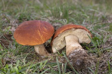 Two amazing edible mushroom Leccinum aurantiacum commonly known as red-capped scaber stalk in green moss - Transilvania, Romania clipart