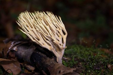 Ramaria stricta, yaygın olarak katı mercan ya da katı mercan mantarı olarak bilinen, Ramaria cinsinin bir mercan mantarıdır..