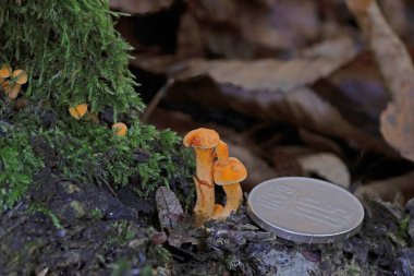 Hygrophoropsis aurantiaca, commonly known as the false chanterelle, is a species of fungus in the family Hygrophoropsidaceae. clipart