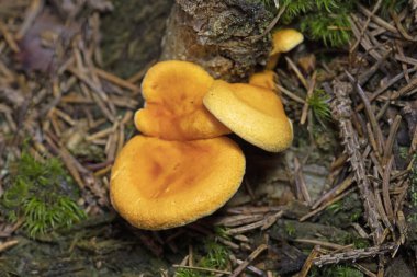 Hygrophoropsis aurantiaca, Hygrophoropsidaceae familyasından bir mantar türüdür..