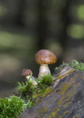 Gymnopilus junonius, Hymenogastraceaus familyasından bir mantar türü. Genellikle muhteşem hışırtı olarak bilinen bu büyük portakal mantarı ağaç kütüklerinde yetişir..