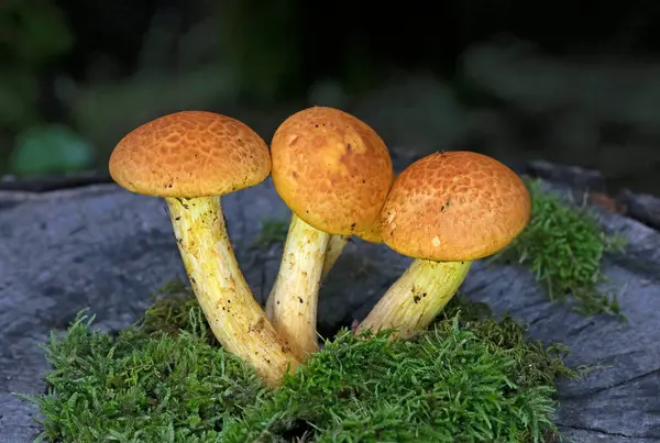 Gymnopilus junonius, Hymenogastraceaus familyasından bir mantar türü. Genellikle muhteşem hışırtı olarak bilinen bu büyük portakal mantarı ağaç kütüklerinde yetişir..
