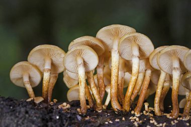 Kuehneromyces mutabilis (synonym: Pholiota mutabilis), commonly known as wrapped wood tuft, is an edible mushroom that grows in clumps on tree stumps. clipart