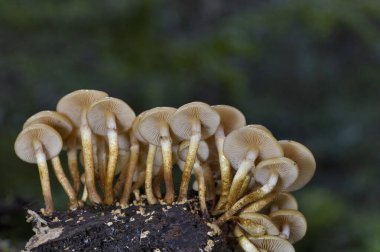 Kuehneromyces mutabilis (eş anlamlı: Pholiota mutabilis), genellikle ambalajlı ahşap yumrusu olarak bilinen, ağaç kütükleri üzerinde kümeler halinde büyüyen yenilebilir bir mantardır..