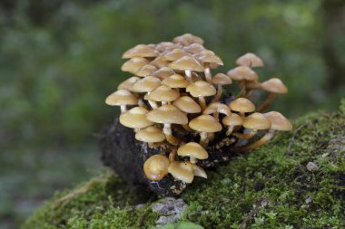 Kuehneromyces mutabilis (eş anlamlı: Pholiota mutabilis), genellikle ambalajlı ahşap yumrusu olarak bilinen, ağaç kütükleri üzerinde kümeler halinde büyüyen yenilebilir bir mantardır..