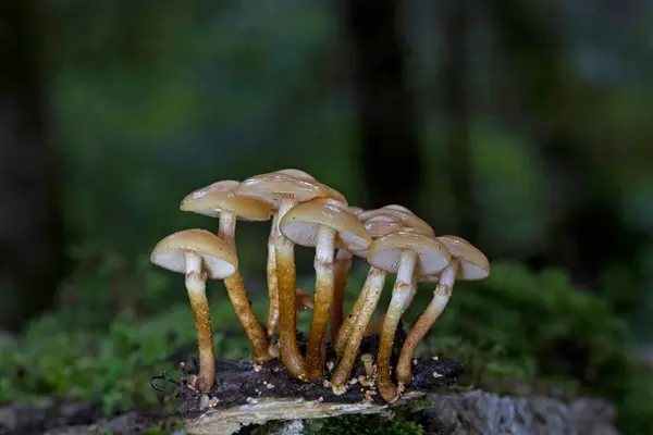 Kuehneromyces mutabilis (eş anlamlı: Pholiota mutabilis), genellikle ambalajlı ahşap yumrusu olarak bilinen, ağaç kütükleri üzerinde kümeler halinde büyüyen yenilebilir bir mantardır..