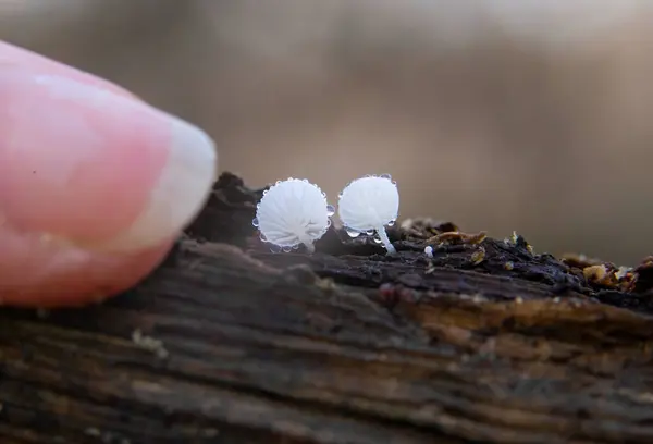 Hemicena tortuosa, Agaricales familyasından Mycenaceae familyasından bir mantar türüdür..