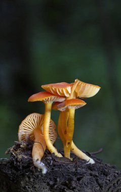 Hygrocybe miniata, commonly known as the vermilion waxcap, is a small, bright red or red-orange mushroom of the waxcap genus Hygrocybe. It is a cosmopolitan species, that is found worldwide. 