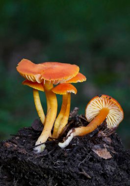 Hygrocybe miniata, commonly known as the vermilion waxcap, is a small, bright red or red-orange mushroom of the waxcap genus Hygrocybe. It is a cosmopolitan species, that is found worldwide. 