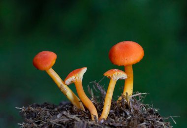 Hygrocybe miniata, commonly known as the vermilion waxcap, is a small, bright red or red-orange mushroom of the waxcap genus Hygrocybe. It is a cosmopolitan species, that is found worldwide. 