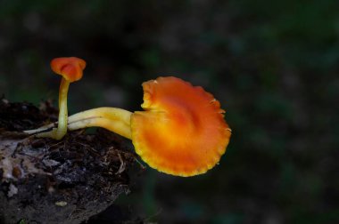 Hygrocybe miniata, commonly known as the vermilion waxcap, is a small, bright red or red-orange mushroom of the waxcap genus Hygrocybe. It is a cosmopolitan species, that is found worldwide.  clipart