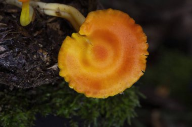 Hygrocybe miniata, commonly known as the vermilion waxcap, is a small, bright red or red-orange mushroom of the waxcap genus Hygrocybe. It is a cosmopolitan species, that is found worldwide.  clipart