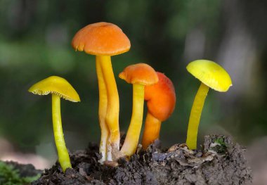 Hygrocybe miniata, commonly known as the vermilion waxcap, is a small, bright red or red-orange mushroom of the waxcap genus Hygrocybe. It is a cosmopolitan species, that is found worldwide.  clipart